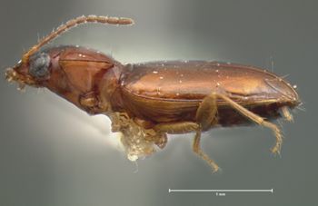 Media type: image;   Entomology 5576 Aspect: habitus lateral view